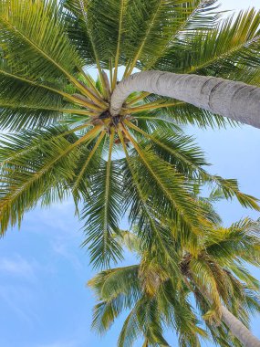 Maldivler 'deki adalarda tropik bitki örtüsü.