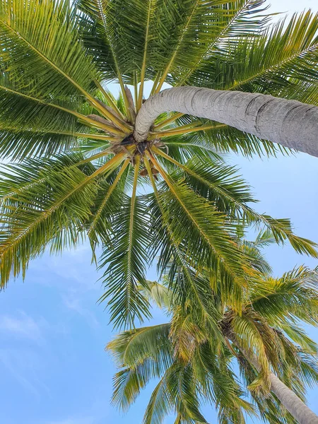 Tropical Vegetation Atolls Maldives — Stock Photo, Image