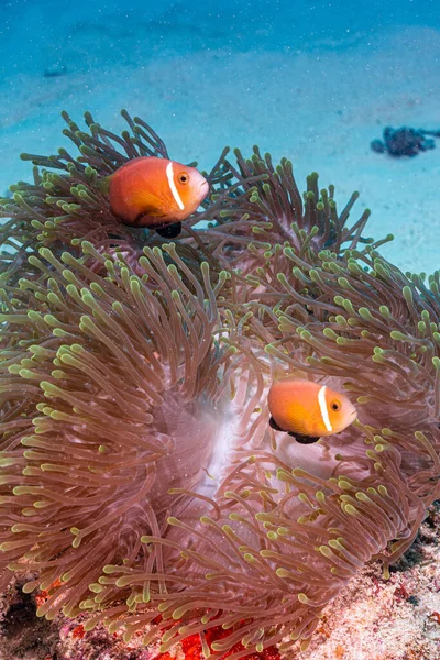 Όμορφη Εικόνα Του Clownfish Κατά Την Επαναλειτουργία Από Αρπακτικά Ανεμώνη — Φωτογραφία Αρχείου