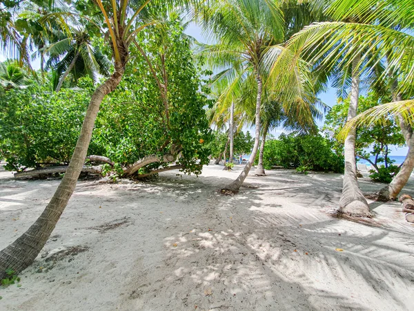 Tropische Vegetation Den Atollen Der Malediven — Stockfoto
