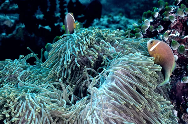 Clownfish Swimming Anemone — Stock Photo, Image