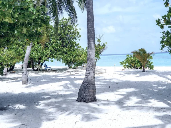 Palme Cocco Sulle Spiagge Bianche Degli Atolli Maldiviani — Foto Stock