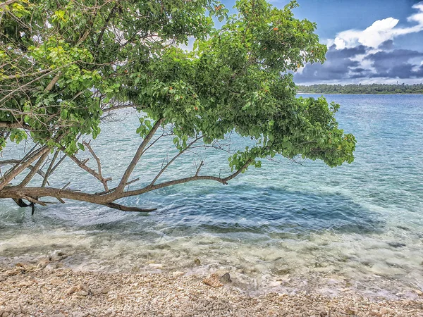 Tropical Vegetation Atolls Maldives — Stock Photo, Image