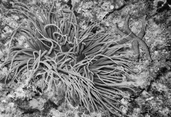 Red Starfish Anemone — 图库照片