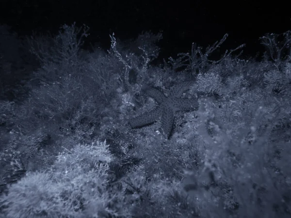 Red Starfishi Night Dive — Stok fotoğraf
