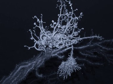 A beautiful Astrospartus during a dive.