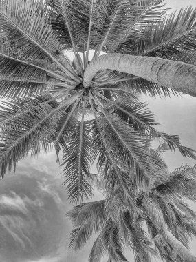 Maldivler 'deki adalarda tropik bitki örtüsü.