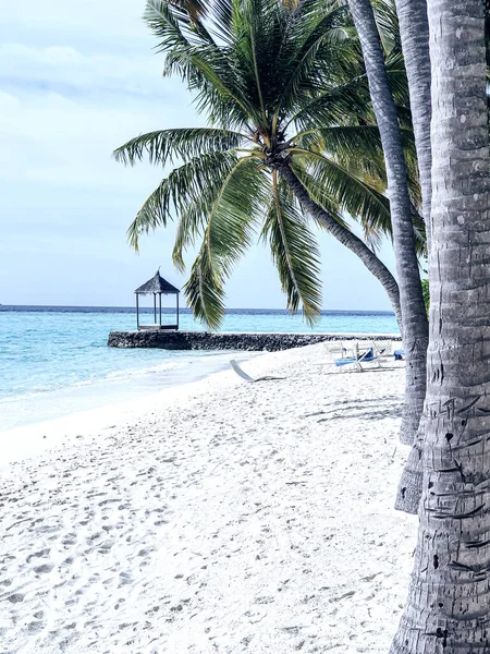 Vegetazione Tropicale Negli Atolli Delle Maldive — Foto Stock