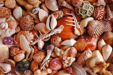 Deniz taşları ve cockleshells
