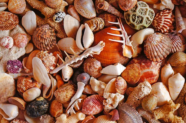 Meeressteine und Herzmuscheln — Stockfoto