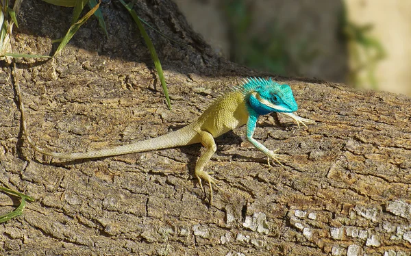 Lézard de couleur vive (pangolin) sur un arbre — Photo