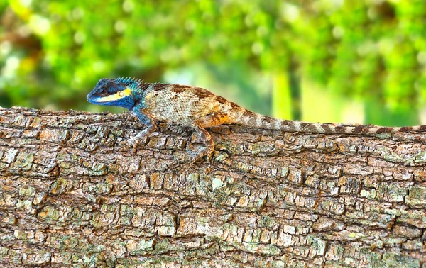 Bright color lizard (pangolin) on a tree — Stock Photo, Image