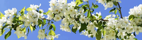 リンゴの木開花。パノラマ. — ストック写真