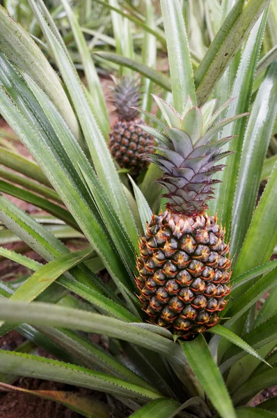Fresh Pineapple in farm , Tropical fruits Stock Photo