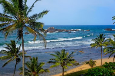 sri Lanka tropikal plaj