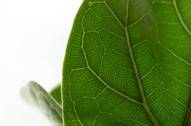 Siyah Arkaplanda Yeşil Yaprak. Tropik Orman ve Doğa 'ya bakın ve hissedin.