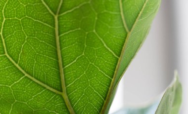 Siyah Arkaplanda Yeşil Yaprak. Tropik Orman ve Doğa 'ya bakın ve hissedin.