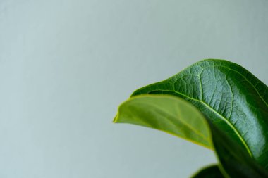 Büyük yaprak bitkisi olan arka plan duvarı. Evdeki doğa kavramı.