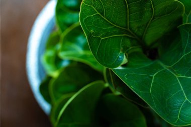 Siyah Arkaplanda Yeşil Yaprak. Tropik Orman ve Doğa 'ya bakın ve hissedin.