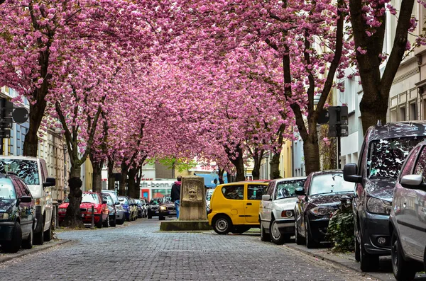 Filas de cerezos en flor en heerstrasse (flor de cerezo aven — Foto de Stock