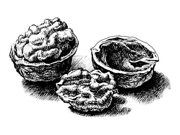 Frutos secos — Archivo Imágenes Vectoriales