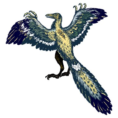 Archaeopteryx clipart
