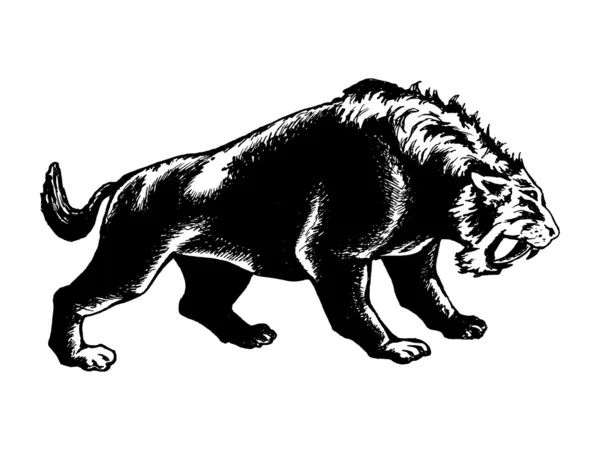 Saber - dişli kaplan