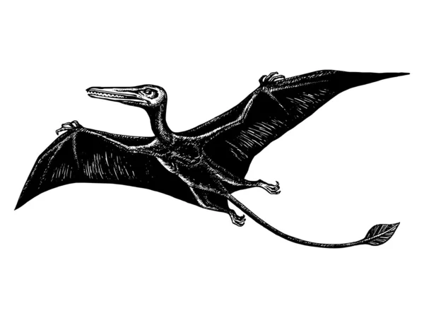 Pterodáctilo - ramforinh — Vector de stock