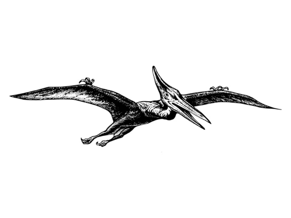 Pterodactyl — Stockový vektor