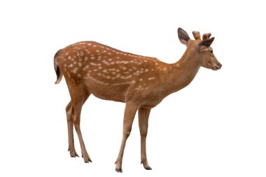 Benekli geyik, beyaz arka planda izole edilmiş şirin benekli geyik. Kırpma yolu da dahil..