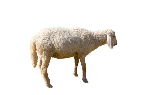 Seitenansicht Eines Schafes Suchen Fuß Entspannen Isoliert Auf Weißem Hintergrund — Stockfoto