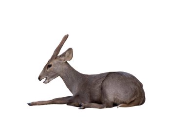 Beyaz arka planda izole bir şekilde yatan büyük geyik. Kırpma yolunu da içeriyor..  