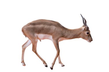 Thomson 'un ceylanı Eudorcas Thomsonii beyaz arka planda izole edildi..  