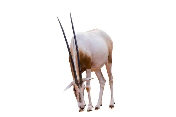 Scimitar Horned Oryx Oryx Dammah Ізольований Білому Тлі — стокове фото