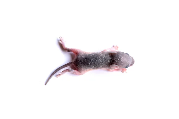 Egyszülött Újszülött Patkány Baba Izolált Fehér Háttér Másolási Hely — Stock Fotó