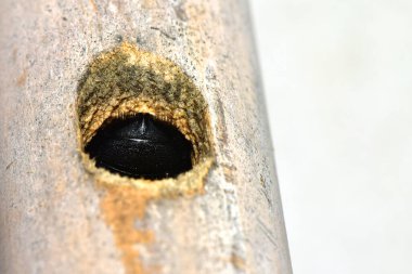 Bambu yuvasındaki makro arı tehlikede..