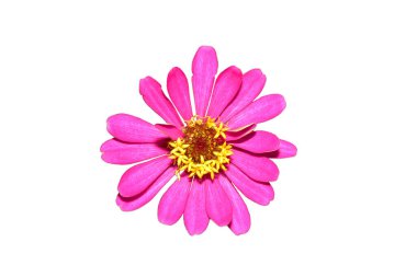 Beyaz arkaplanda çingene çiçeği mor pembe izolasyon.