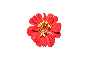 Zinnia çiçeği beyaz arkaplanda kırmızı izole.