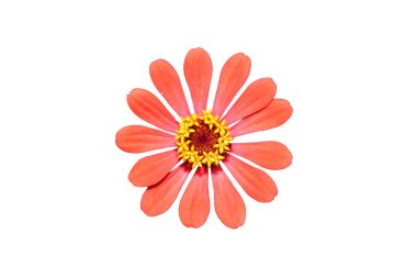 Zinnia çiçeği ışık turuncu beyaz arka planda izole.