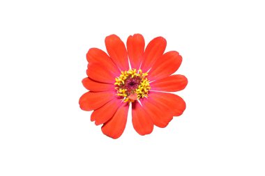 Zinnia çiçeği beyaz arkaplanda kırmızı izole.