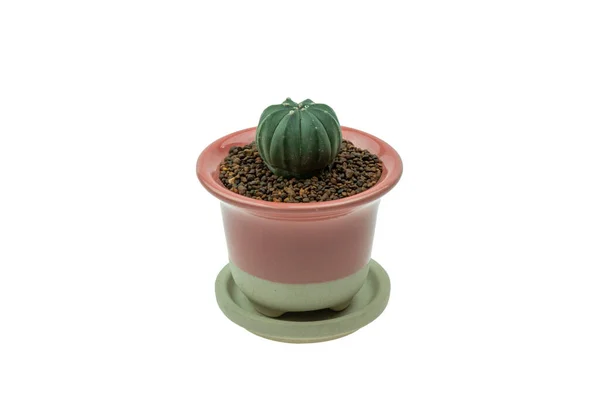Cactus Pot Isolated White Background — Stock Photo, Image