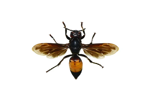Σφήκα Ασιατικοί Γίγαντες Wasp Asia Απομονώνονται Στο Λευκό Φόντο — Φωτογραφία Αρχείου