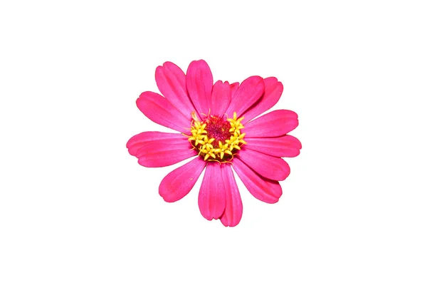 Квітка Цинія Фіолетово Рожева Ізольована Білому Тлі — стокове фото