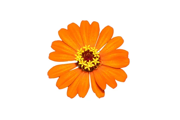 白地に薄橙色の花を咲かせます — ストック写真