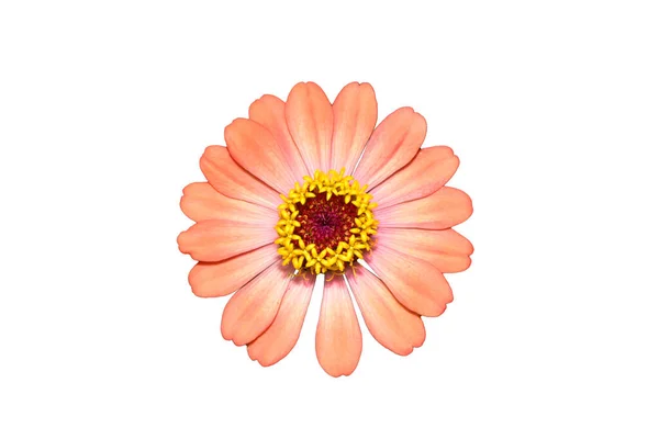 Zinnia Çiçeği Işık Turuncu Beyaz Arka Planda Izole — Stok fotoğraf