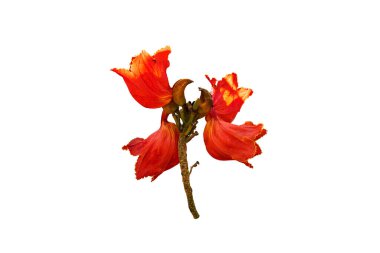 Beyaz arka planda izole edilmiş güzel kırmızı çiçek..  