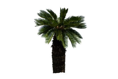 Beyaz arka planda izole edilmiş güzel bir palmiye ağacı. mimari tasarım veya dekorasyon çalışmalarında kullanılmak için. 