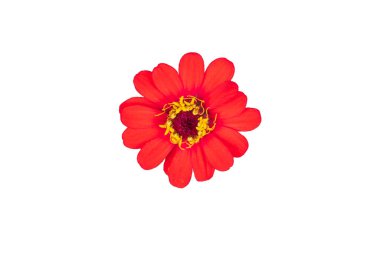 Güzel Zinnia çiçeği. Beyaz arka planda turuncu izole edilmiş.. 