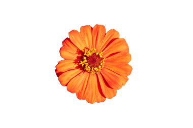 Güzel Zinnia çiçeği. Beyaz arka planda turuncu izole edilmiş.. 