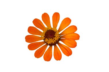 Güzel Zinnia çiçeği. Beyaz arka planda turuncu izole edilmiş.. 